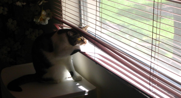 Cat peeking through metal blinds in Miami.